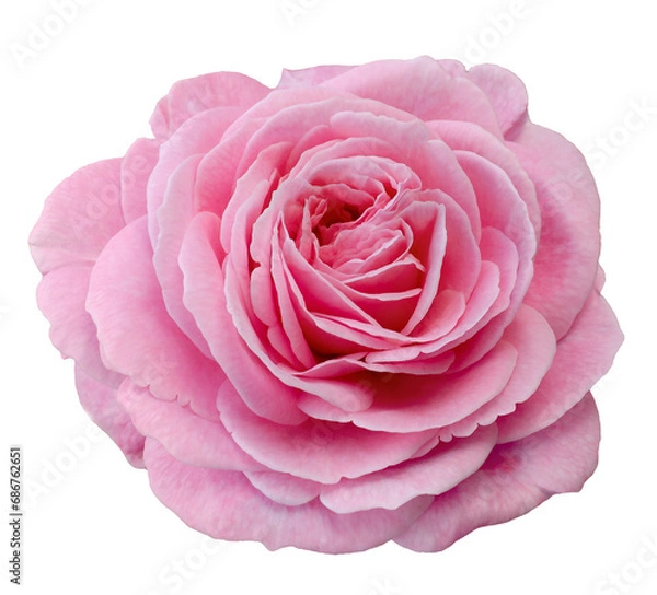 Obraz Fresh beautiful pink rose isolated on a white background. Detail for creating a collage