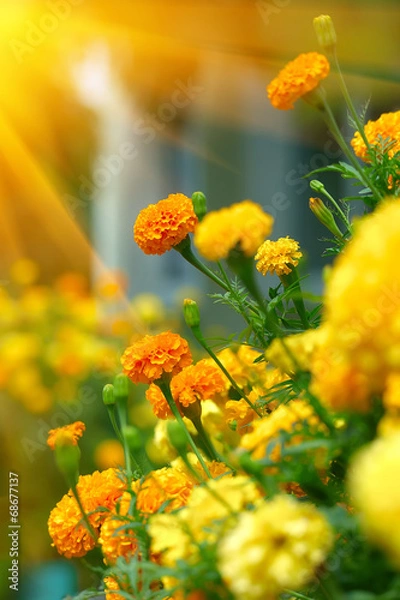 Obraz Beautiful Marigolds (tagetes)