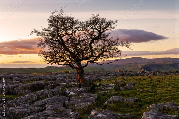 Obraz Yorkshire Dales lone tree on limestone pavement