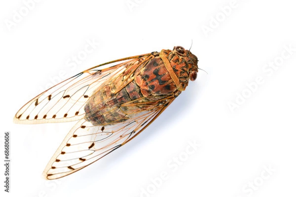 Fototapeta cicada
