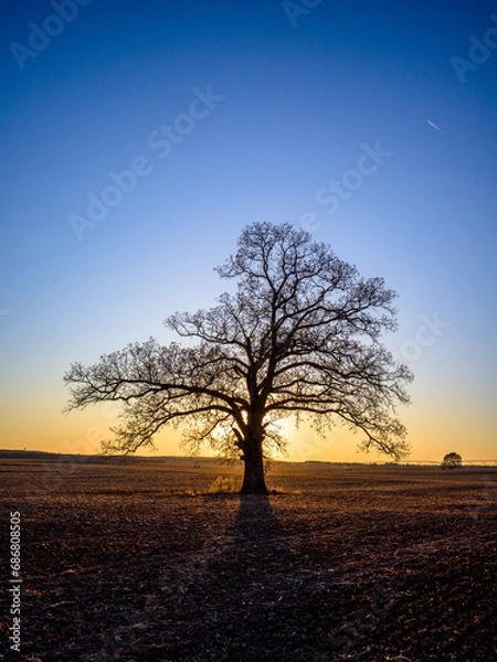 Obraz Oak Tree