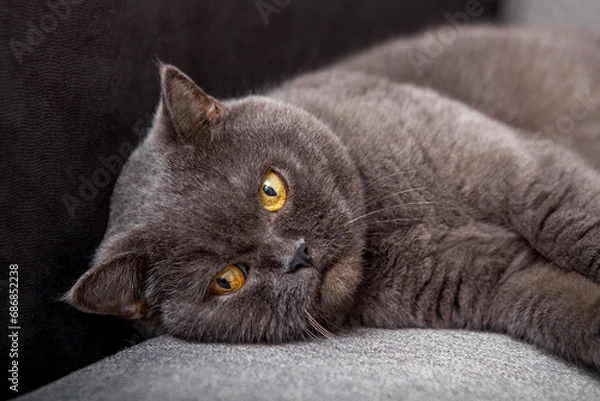 Fototapeta A gray fluffy cat is lying on a gray sofa. Scottish cat is looking at the camera. Banner. A place for text. Close up. Angry cat. The day of the cat. Animal protection day