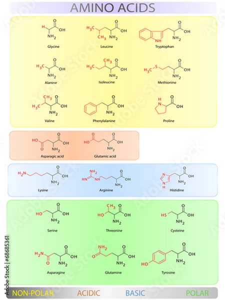 Obraz Amino acids table
