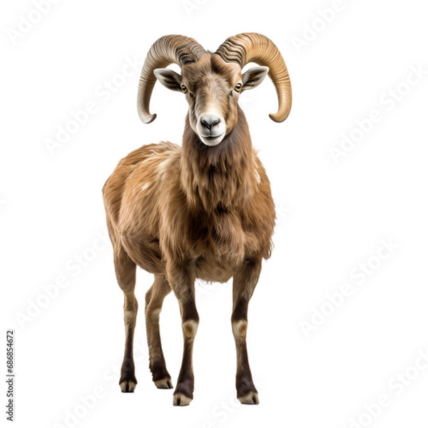 Obraz mountain goat isolated on white, PNG