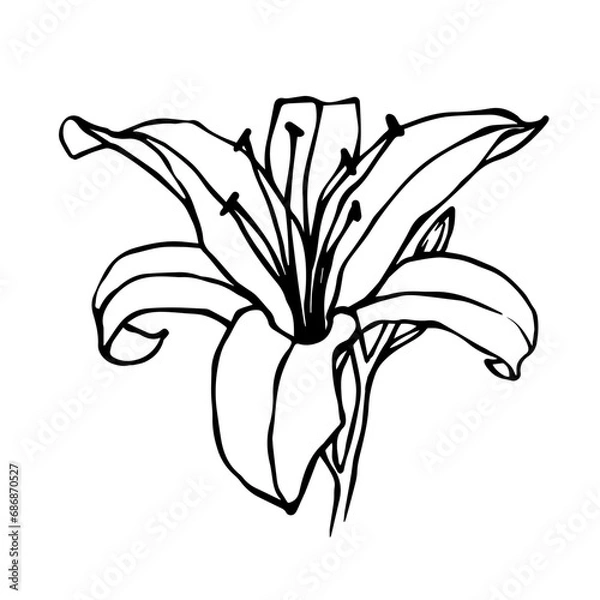 Fototapeta Sketch of a flower, lily bud. Decorative botanical element. Vector graphics.