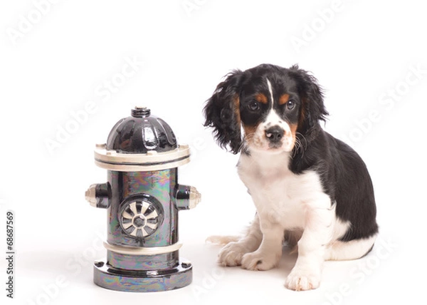 Obraz Dog by Fire Hydrant