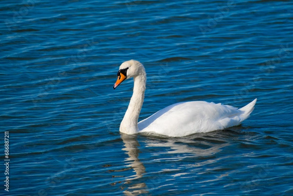 Fototapeta Swan in the ocean
