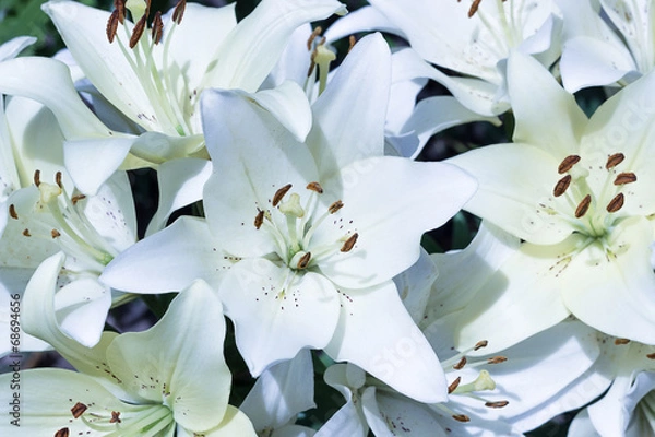 Obraz Białe lilie