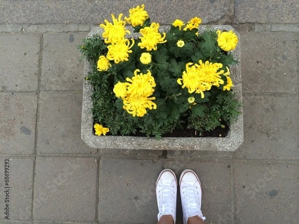 Fototapeta yellow flowers 