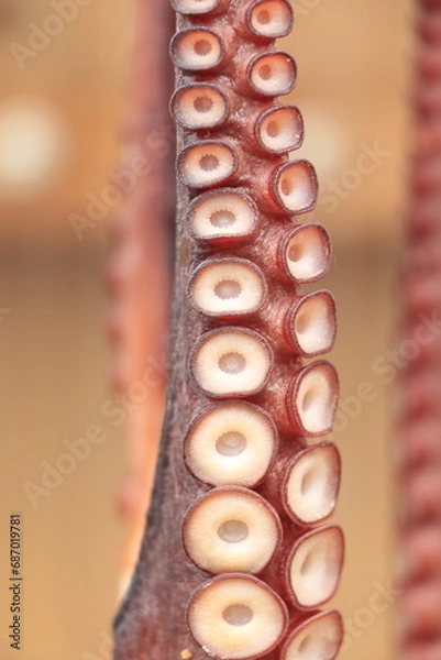 Obraz 外に干してあるタコの足の部分アップ