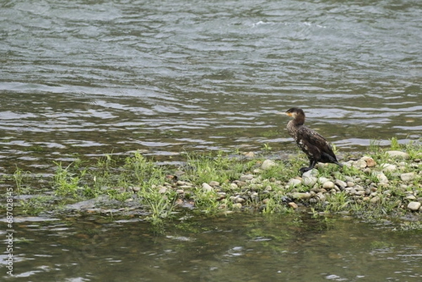 Fototapeta 川の中の小さな洲にいる横向きの川鵜