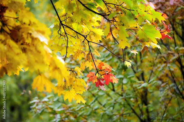 Fototapeta Autumn landscape. Composition of yellow and green leaves..Bright fall foliage as background or texture
