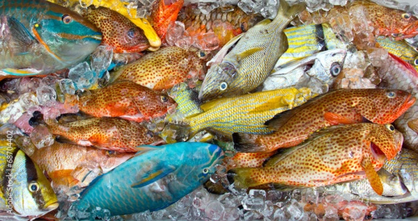 Obraz Fresh tropical fish on ice