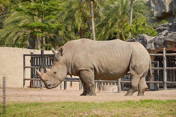 Obraz Rhinoceros.