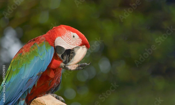 Obraz Macaw.