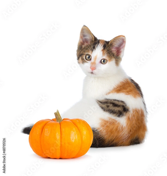 Fototapeta Cute calico kitten with mini pumpkin on white.