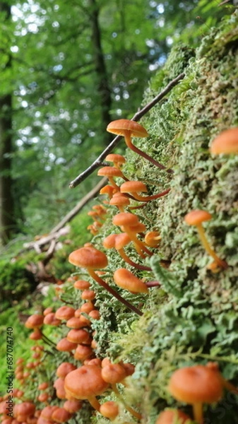 Obraz PIlze und Flechten