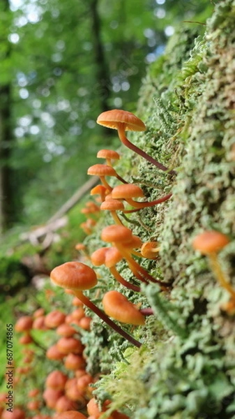 Obraz PIlze und Flechten