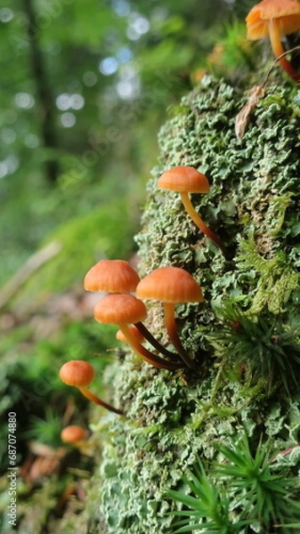 Obraz PIlze und Flechten