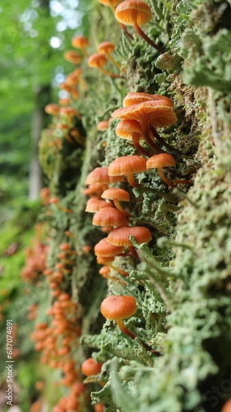 Obraz PIlze und Flechten