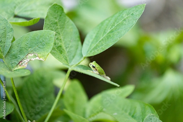 Fototapeta 葉っぱの上に座るアマガエル
