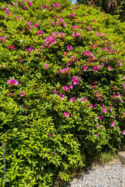 Fototapeta Close-up of a bush of flowering azaleas in the park. Lake Como springtime -  Taken in Tremezzo, Italy Lombardy
