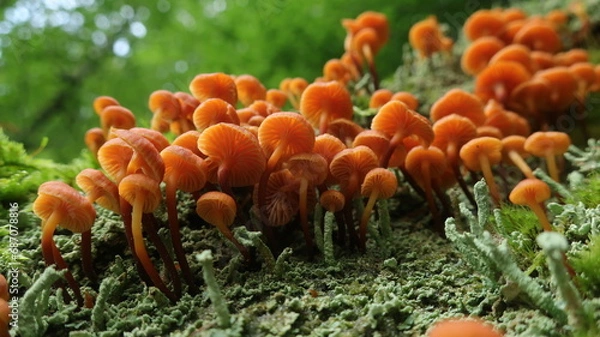 Obraz PIlze und Flechten