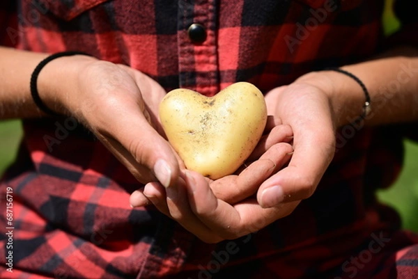 Obraz The essence of farming and agriculture, portraying female hands cradling a heart-shaped crop showing significance of agriculture in nurturing and sustaining life, that contributes to our sustenance.