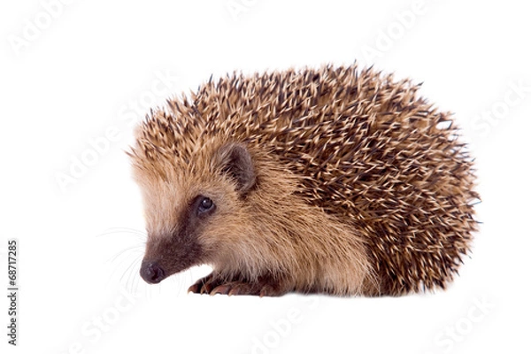 Obraz Igel isoliert auf weißem Hintergrund