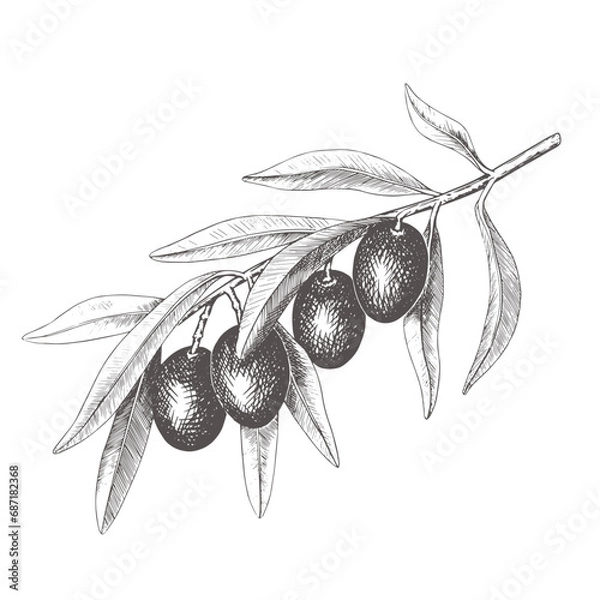 Fototapeta Hand drawn olive tree branch with olive fruit and leaves. Vintage botanical vector illustration isolated on white background. Engraved style. Botanical monochrome sketch in retro engraved style.