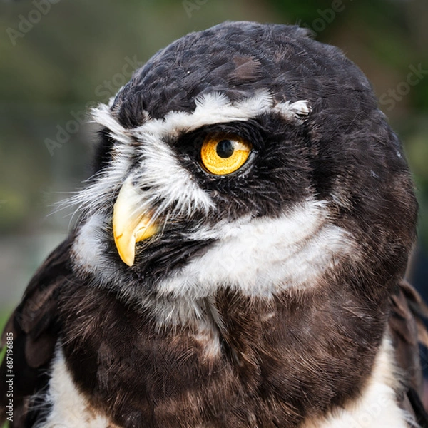 Obraz Spectacled owl portrait