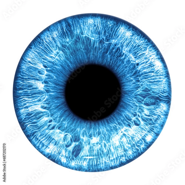 Fototapeta Blue eye iris - human eye