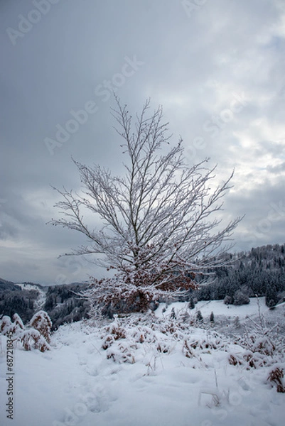 Obraz Baum mit schnee