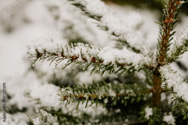 Obraz Schnee auf Tannenzweigen