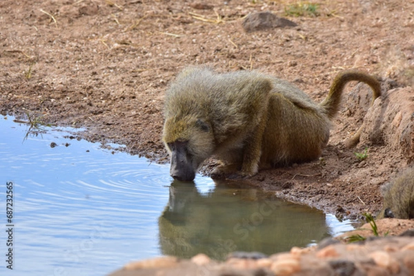 Obraz Monkey baboon at a watering hole in a national park in Kenya.