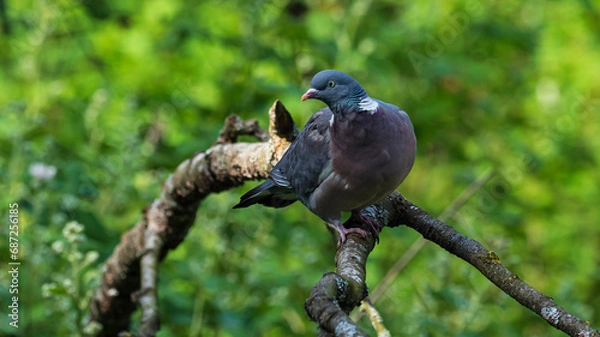Obraz common wood pigeon