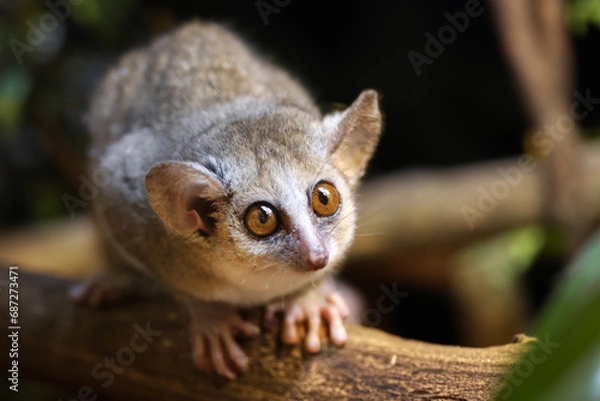 Fototapeta Gray mouse lemur (Microcebus murinus) close up view