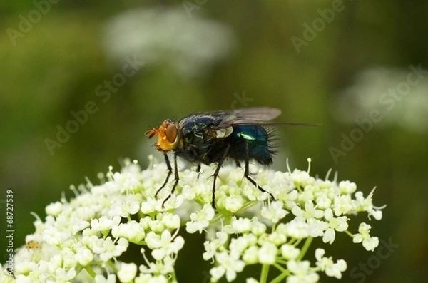 Obraz Муха на цветке