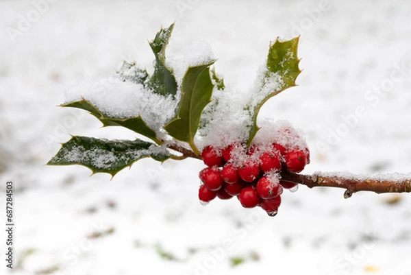Fototapeta Holly berries covered in snow close up with visible snowflakes
