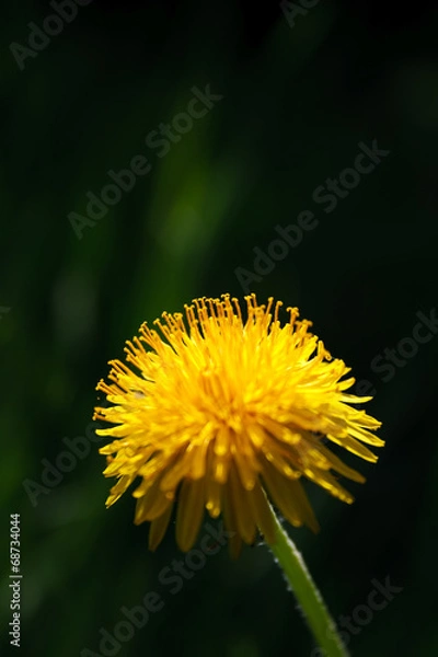 Fototapeta Dandelion