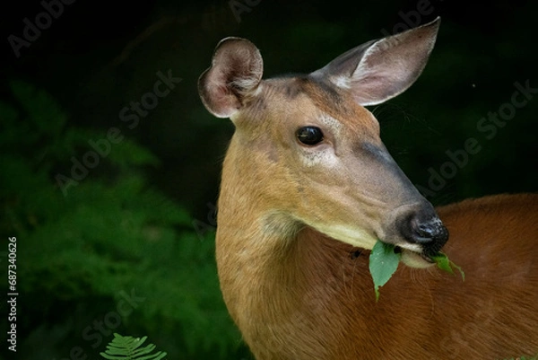 Fototapeta A Leafy Lunch