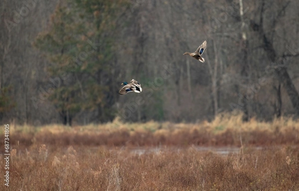 Fototapeta Autumn Ducks