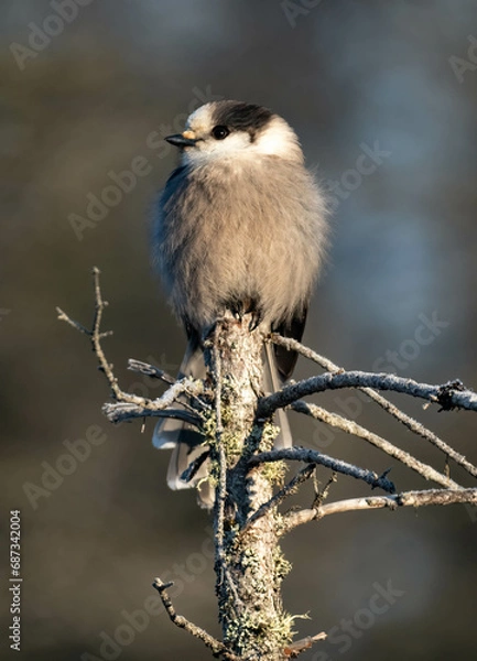 Fototapeta Canada Jay