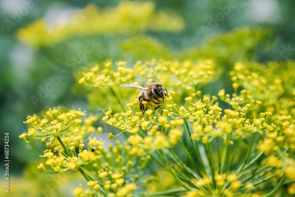 Fototapeta Bee collecting pollen