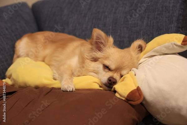 Obraz ロングコートチワワ