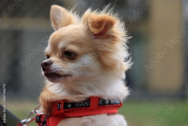 Obraz ロングコートチワワ