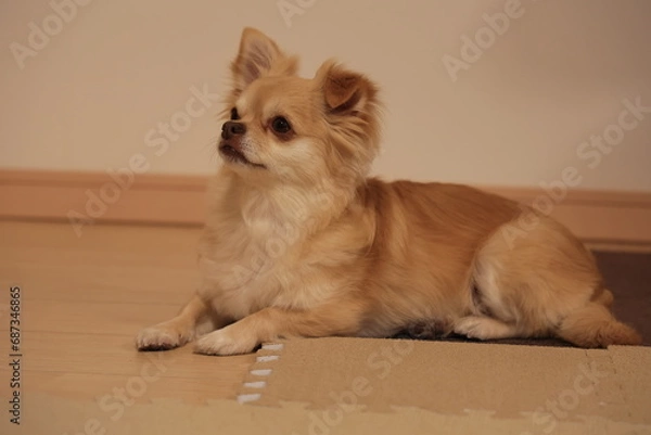 Obraz ロングコートチワワ