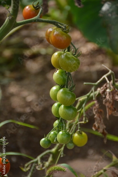 Obraz ミニトマト