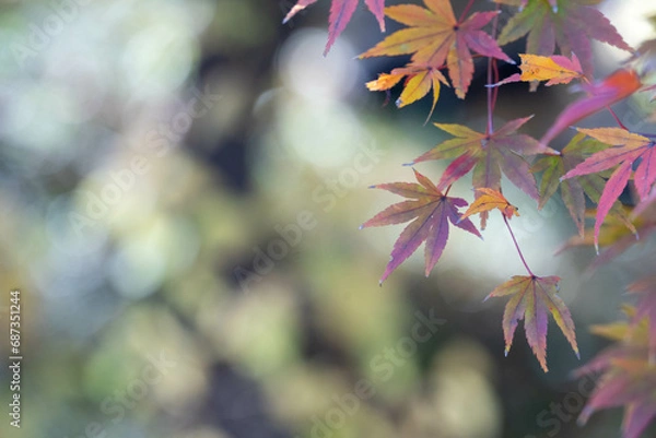 Fototapeta 秋のもみじのクローズアップ　テキストスペースあり