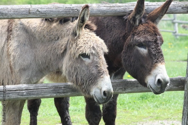 Obraz Donkey's (Brown & Gray)